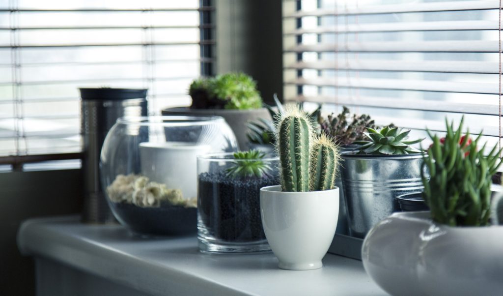 5 conseils pour les plantes d’intérieur lors d’un déménagement