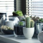 5 conseils pour les plantes d’intérieur lors d’un déménagement