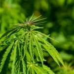 Comment cultiver légalement du cannabis à la maison