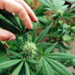 Cannabis légal en Suisse