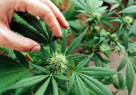 Cannabis légal en Suisse