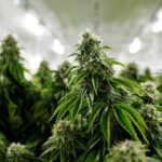 Questions fréquemment posées