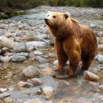 La chasse est interdite à Genève