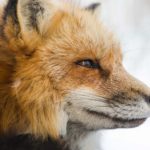 closeup photo of fox