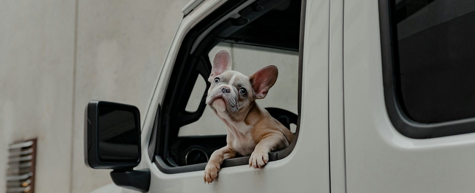 Dog looks out the window of a car.