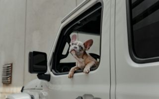 Dog looks out the window of a car.