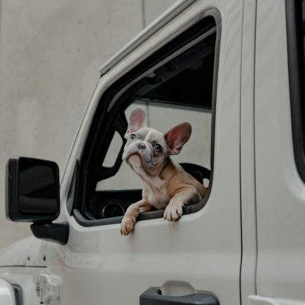 Dog looks out the window of a car.