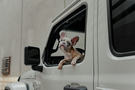 Dog looks out the window of a car.